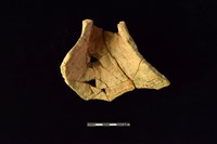 連杯形器藏品圖，第1張